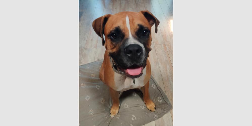 Frankie II, Adoptable, Young Male Boxer.