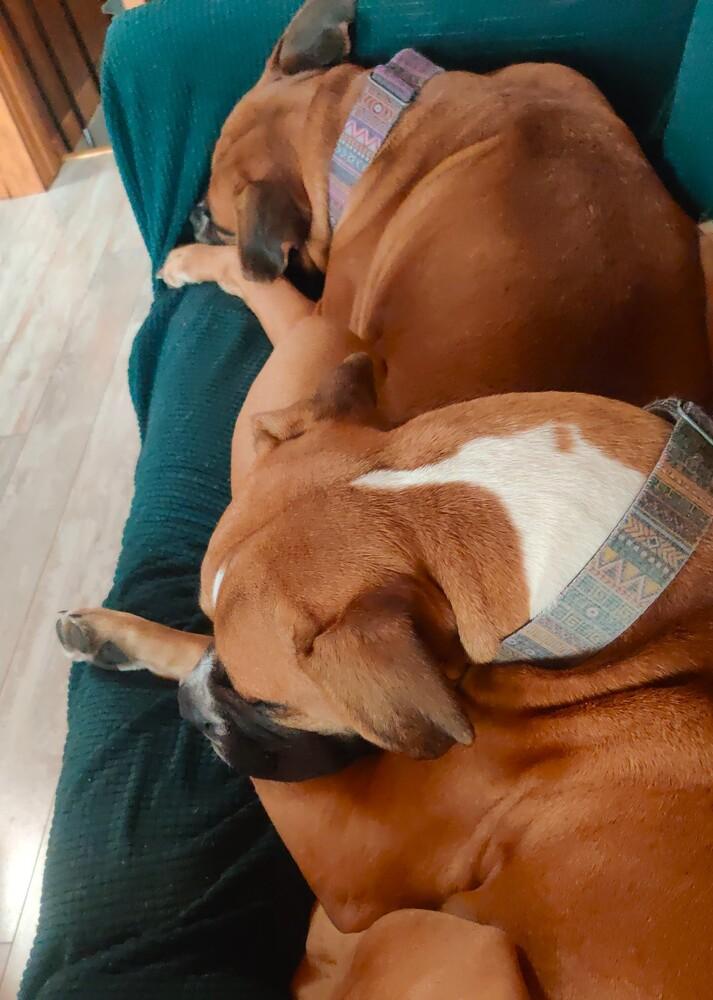 Frankie II, a Adoptable Boxer in Hewitt, TX image 2/3