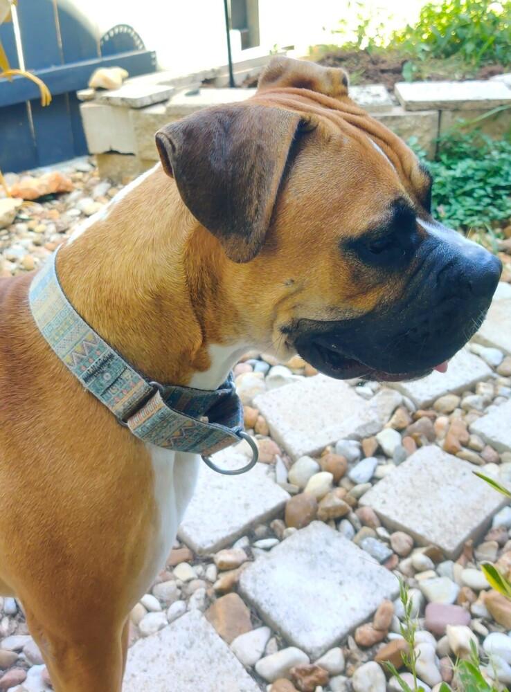 Frankie II, a Adoptable Boxer in Hewitt, TX image 3/3