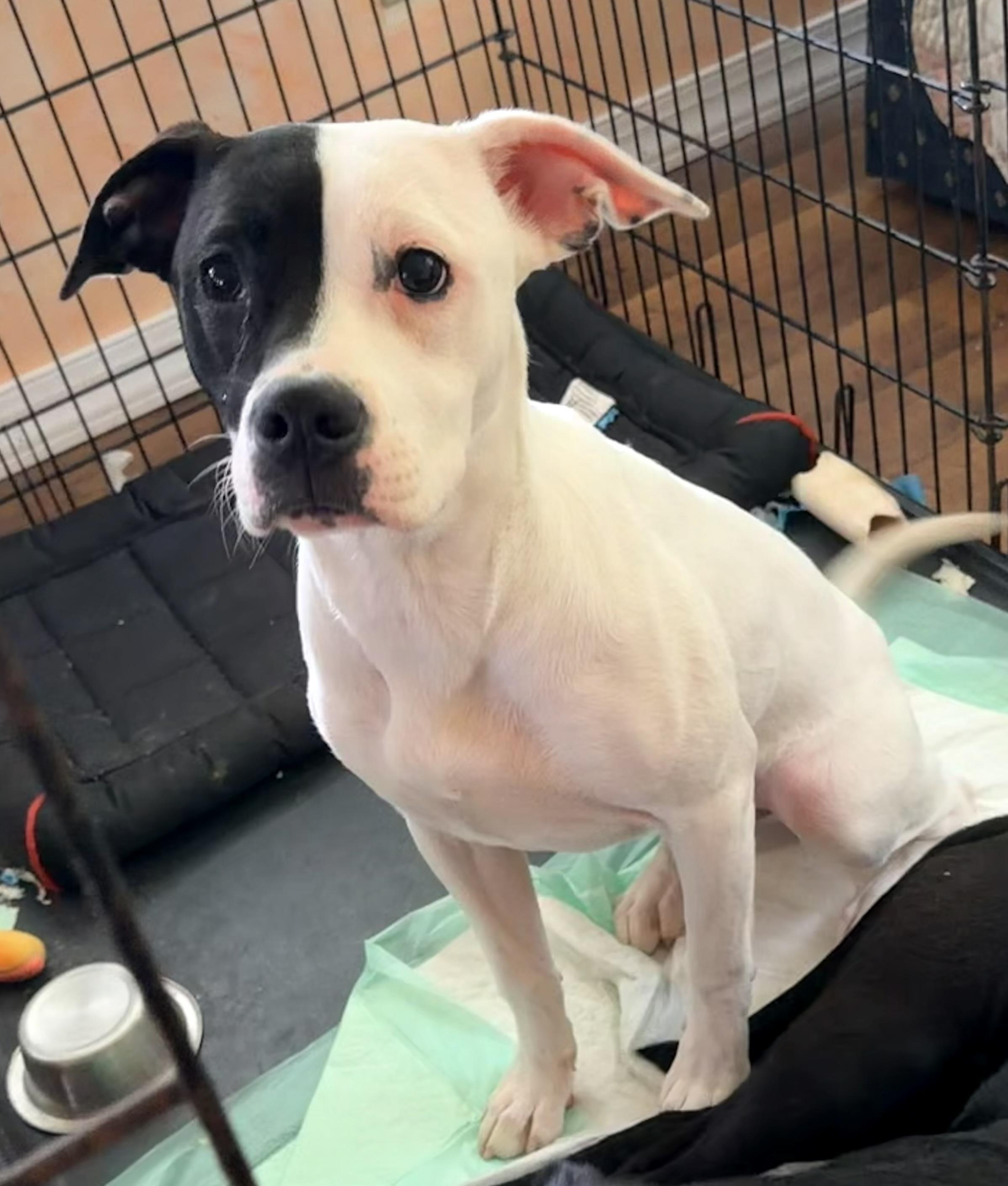 Enlarge Ivory, a ADOPTABLE mixed breed in Pittsburgh, PA image 3/6