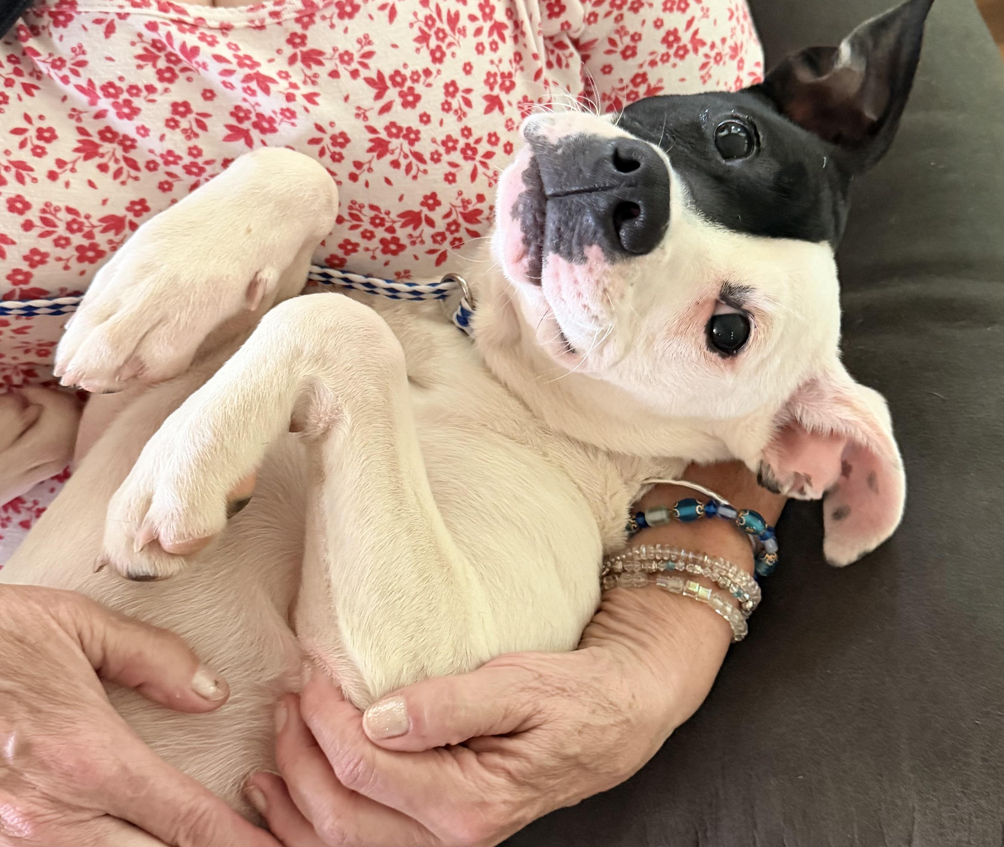 Enlarge Ivory, a ADOPTABLE mixed breed in Pittsburgh, PA image 2/6