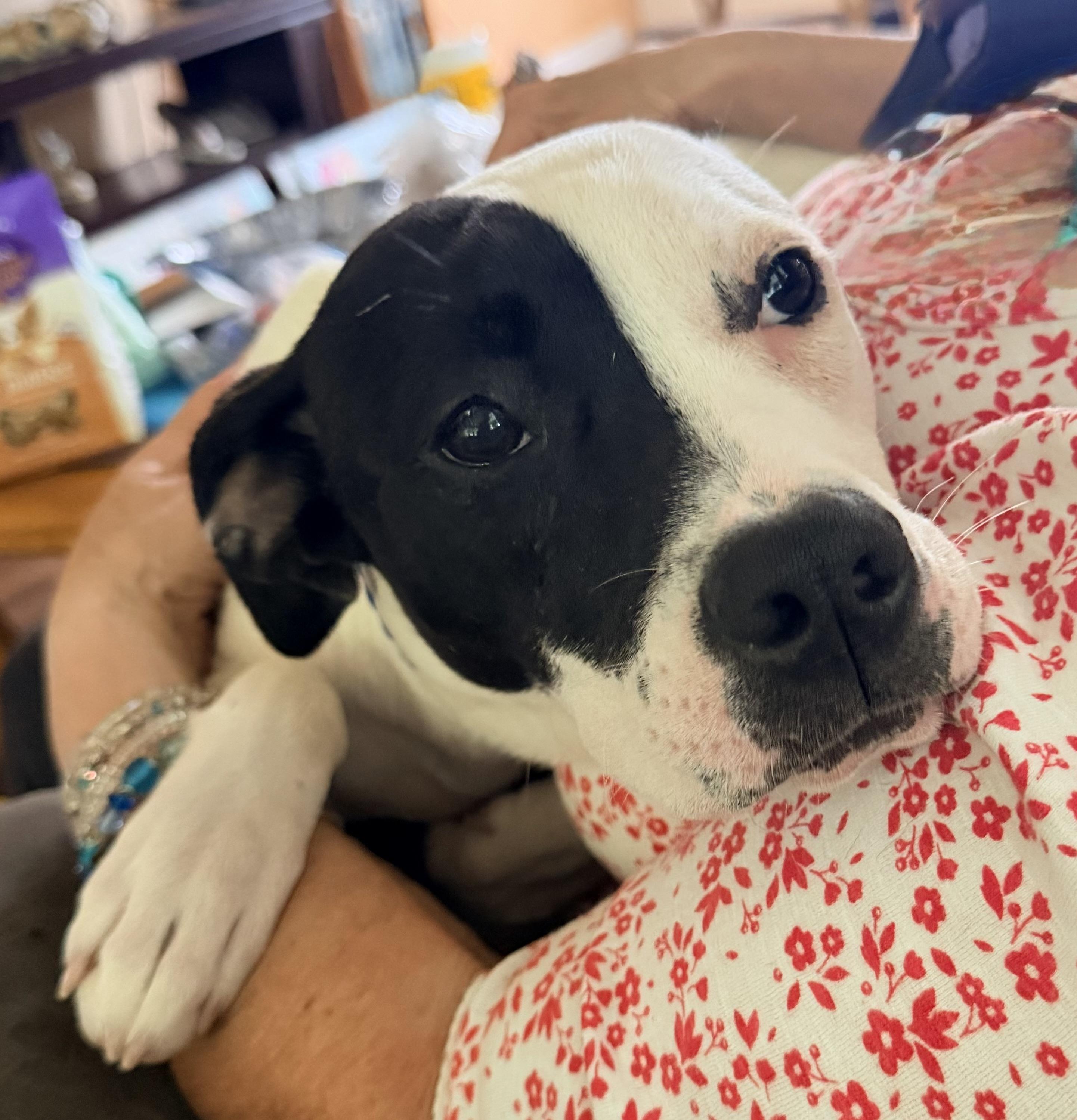 Enlarge Ivory, a ADOPTABLE mixed breed in Pittsburgh, PA image 1/6
