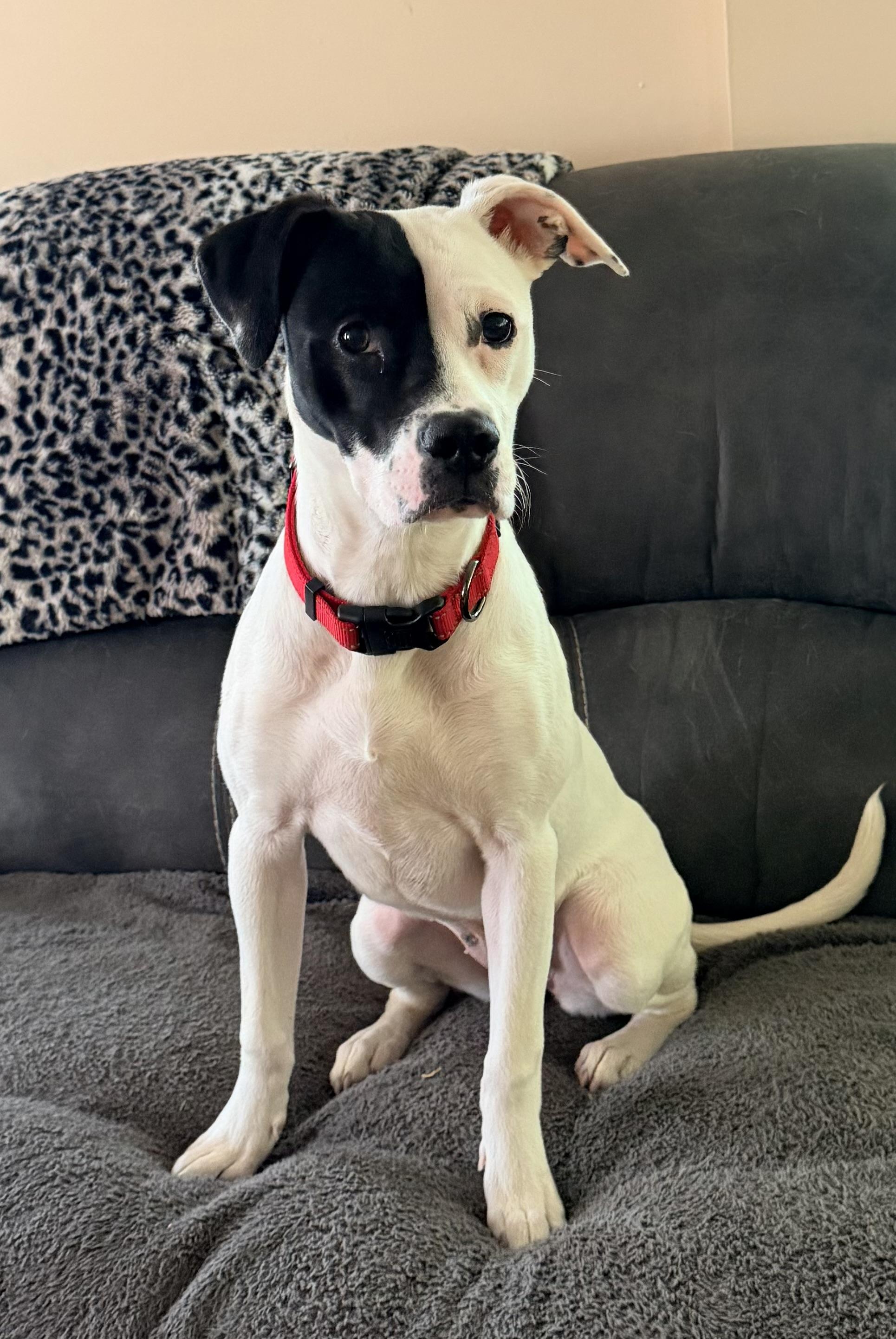 Enlarge Ivory, a ADOPTABLE mixed breed in Pittsburgh, PA image 5/6