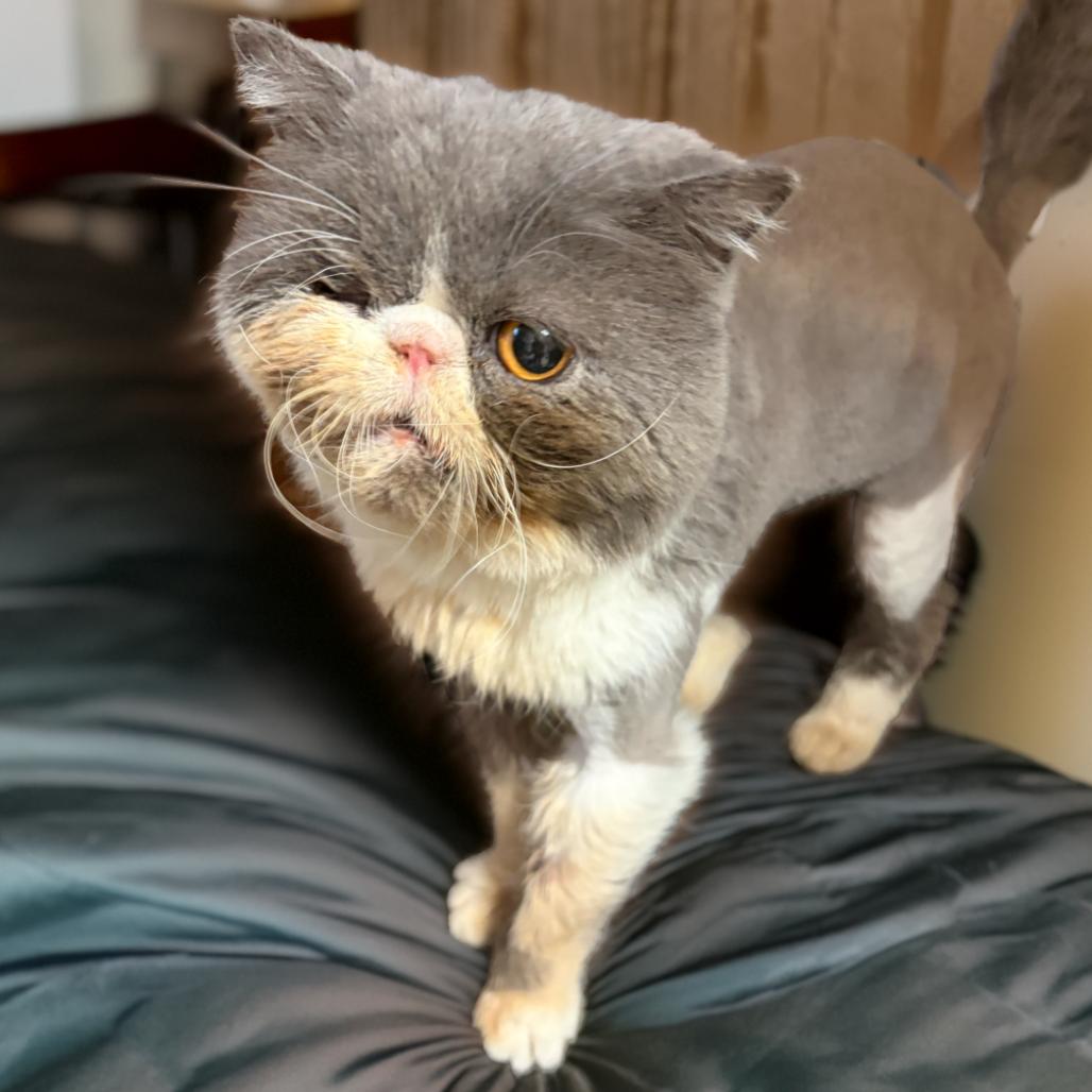 Barret — thumbnail 4