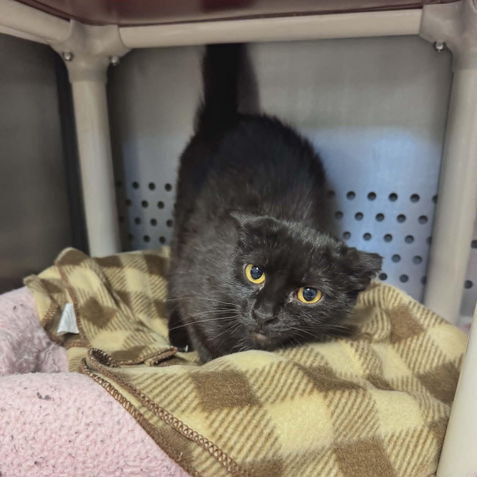 Enlarge Sugar, a Adoptable Domestic Short Hair in Orange, VA image 3/4