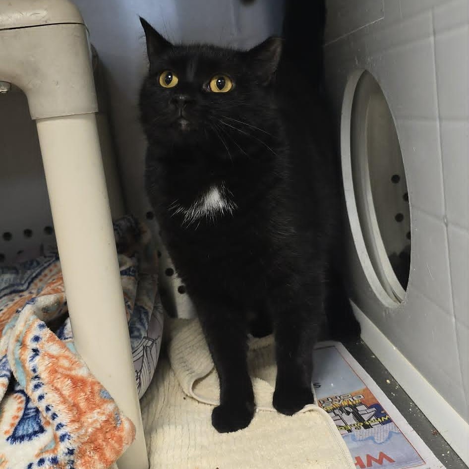 Enlarge Sugar, a Adoptable Domestic Short Hair in Orange, VA image 2/6