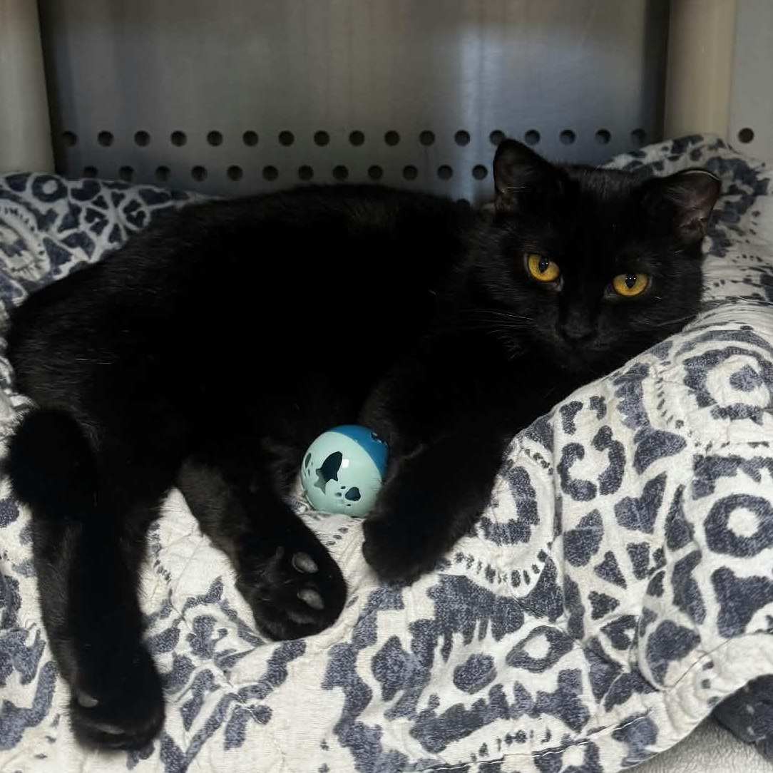 Enlarge Sugar, a Adoptable Domestic Short Hair in Orange, VA image 1/6