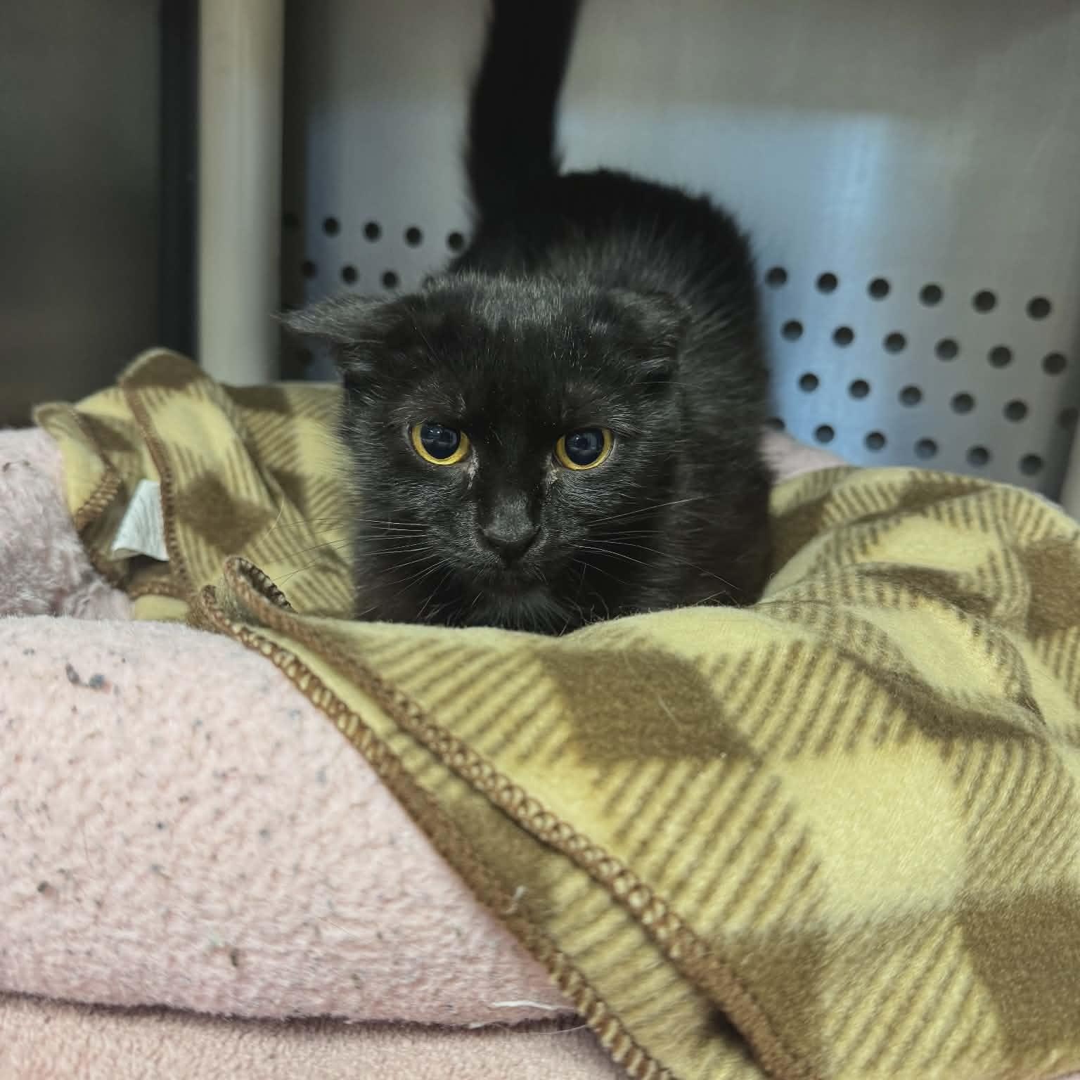 Enlarge Sugar, a Adoptable Domestic Short Hair in Orange, VA image 2/4