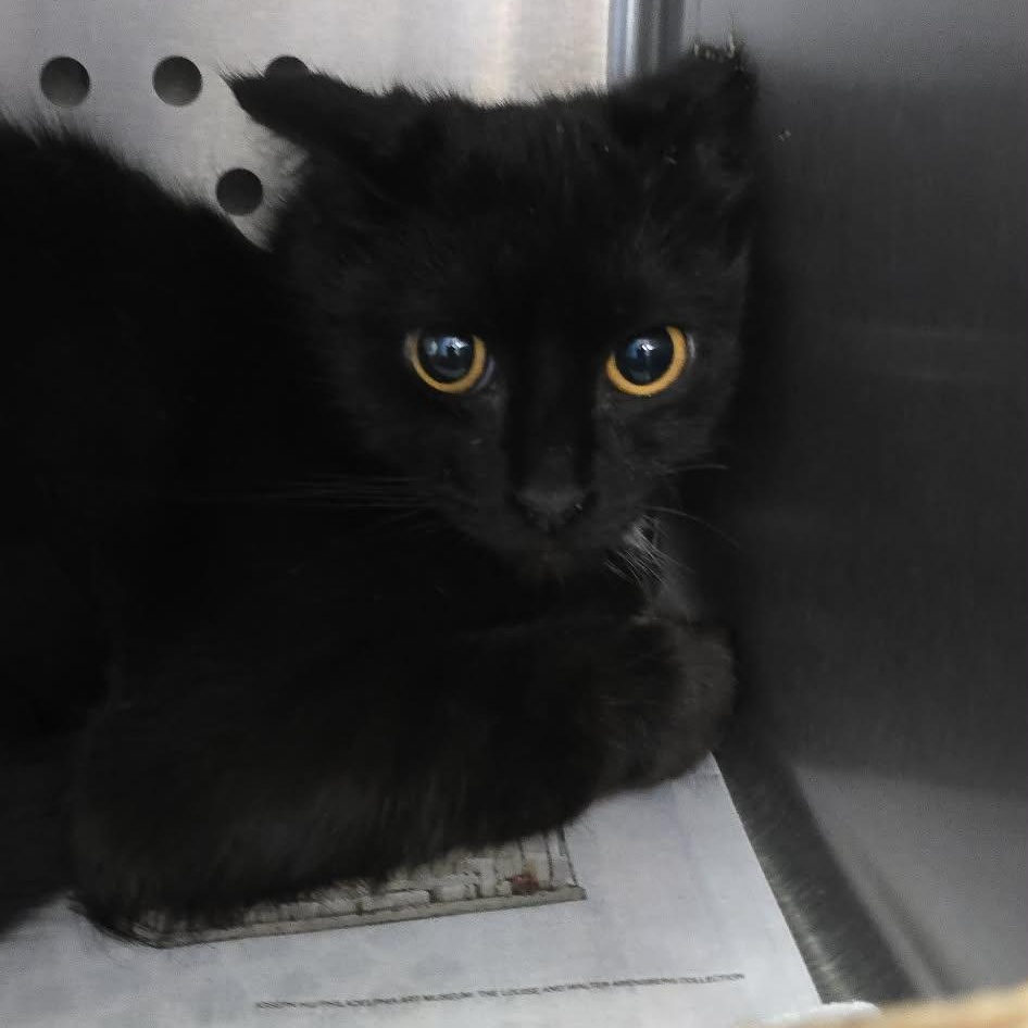 Enlarge Sugar, a Adoptable Domestic Short Hair in Orange, VA image 4/4