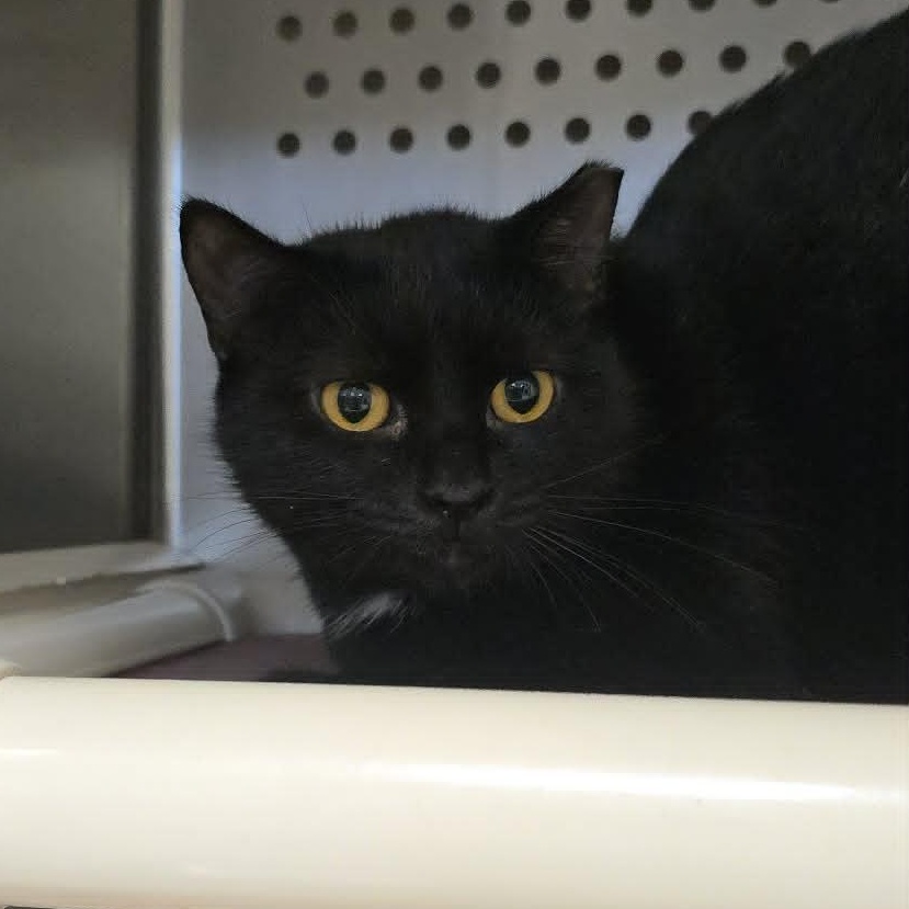 Sugar, Adoptable, Young Female Domestic Short Hair.