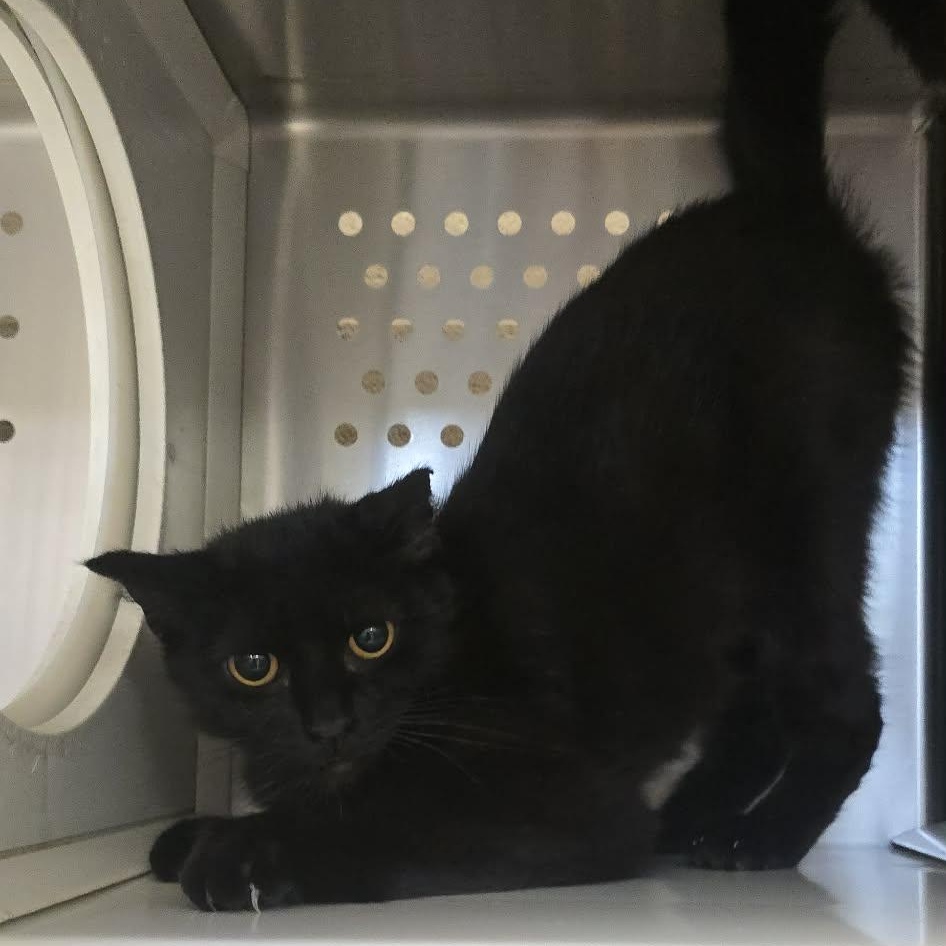 Sugar, Adoptable, Young Female Domestic Short Hair.