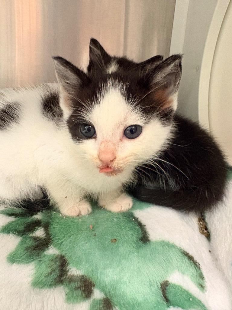 Cow-ey, Adoptable, Kitten Female Domestic Short Hair.