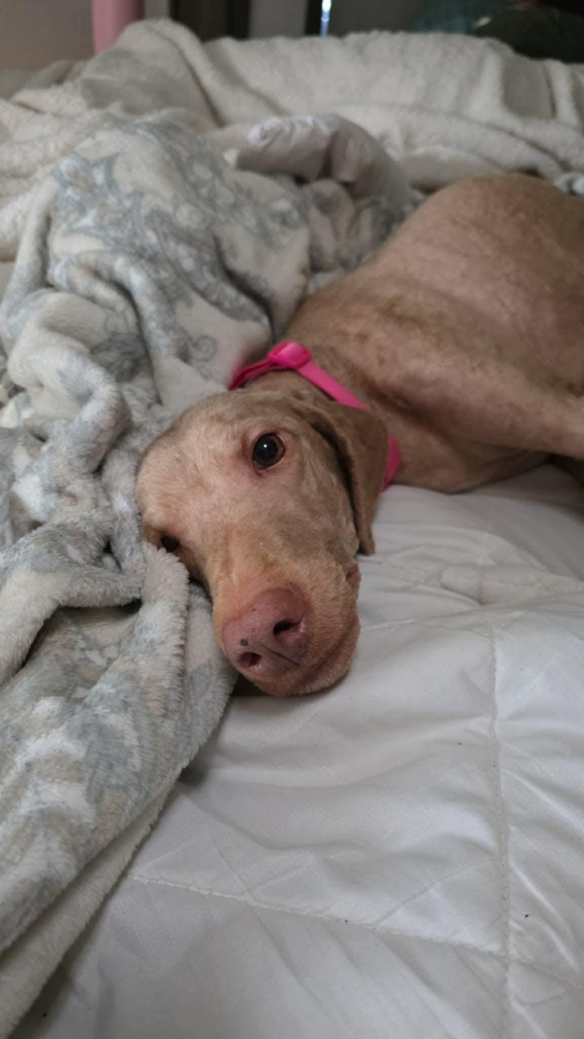 Enlarge Libby, a Adoptable Labrador Retriever in Panama City, FL image 2/2