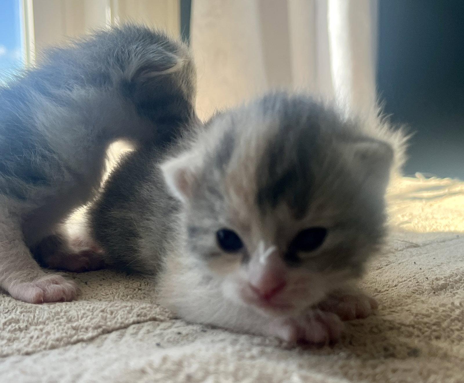 Enlarge *Bell, a Adopted Domestic Short Hair in Forest, VA image 2/3