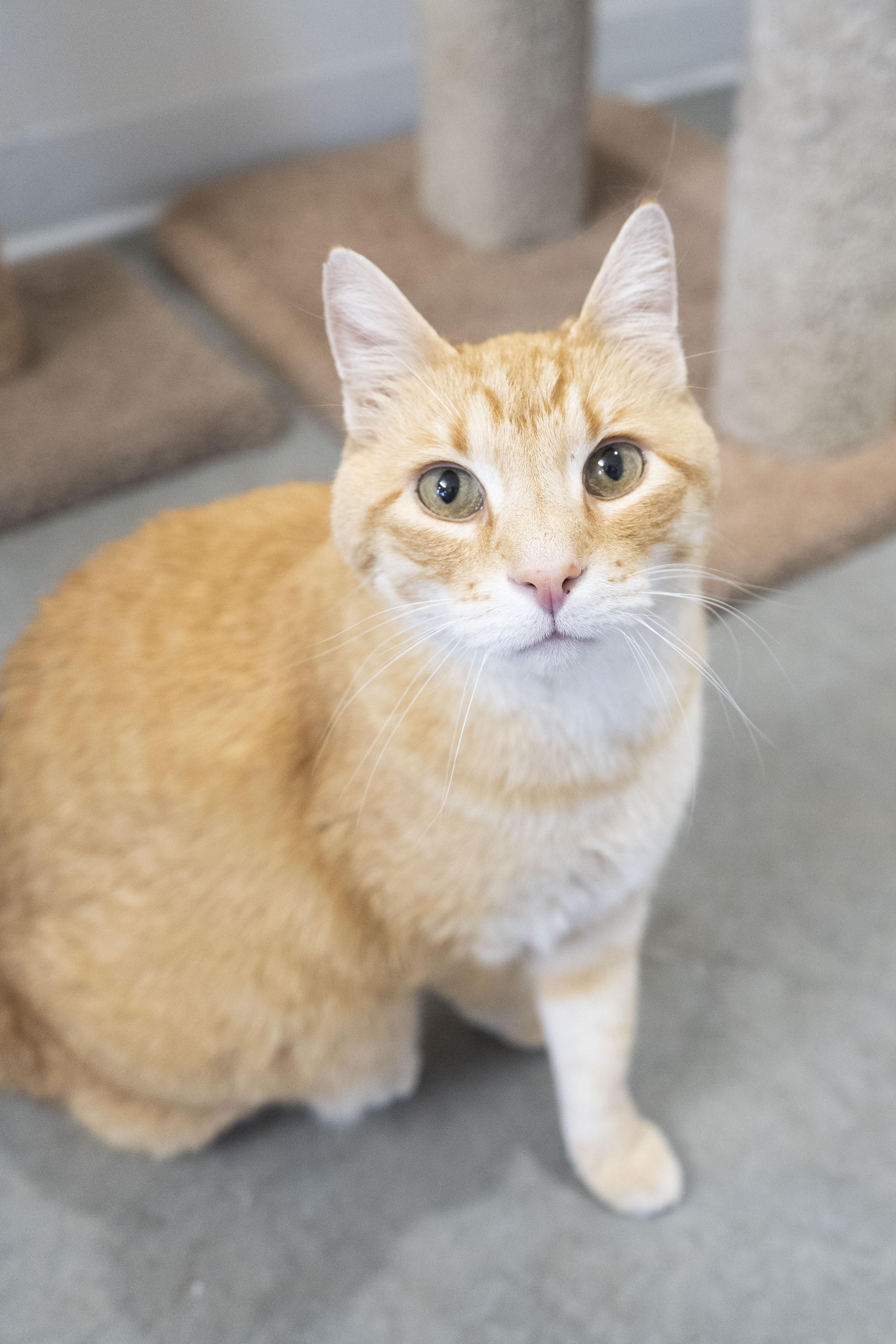 Blaze, an adoptable Domestic Short Hair in Boise, ID, 83709 | Photo Image 1