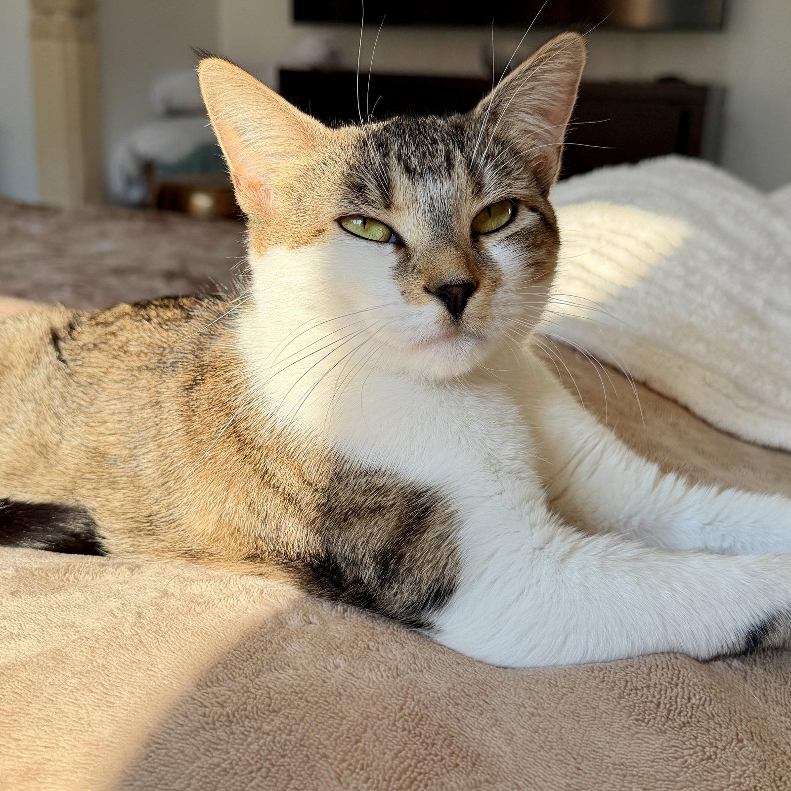Sugar Cookie, Adoptable, Adult Female Domestic Short Hair.
