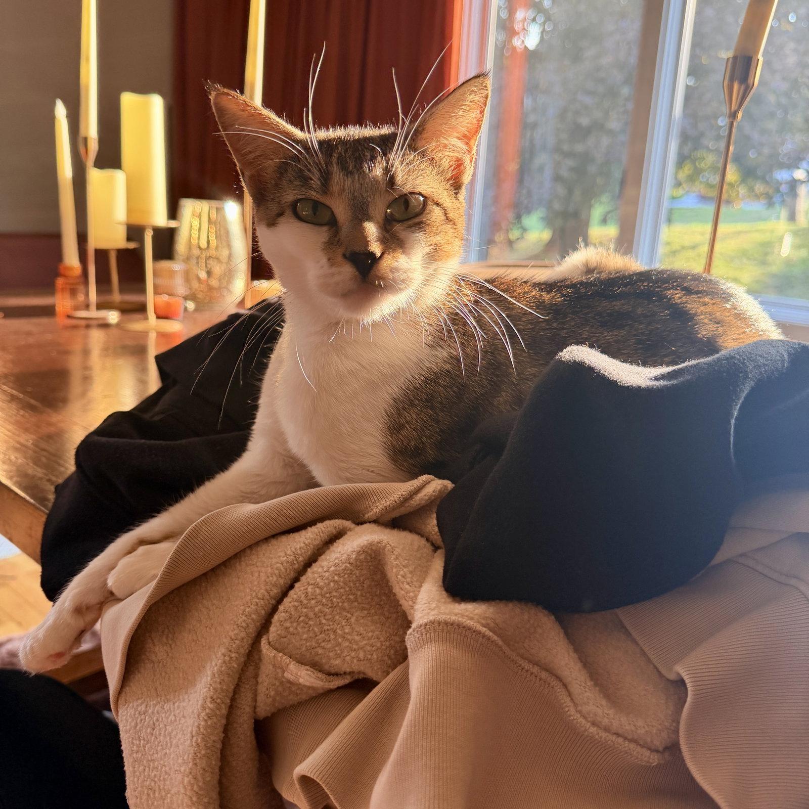 Enlarge Sugar Cookie, a Adoptable Domestic Short Hair in Naugatuck, CT image 2/3