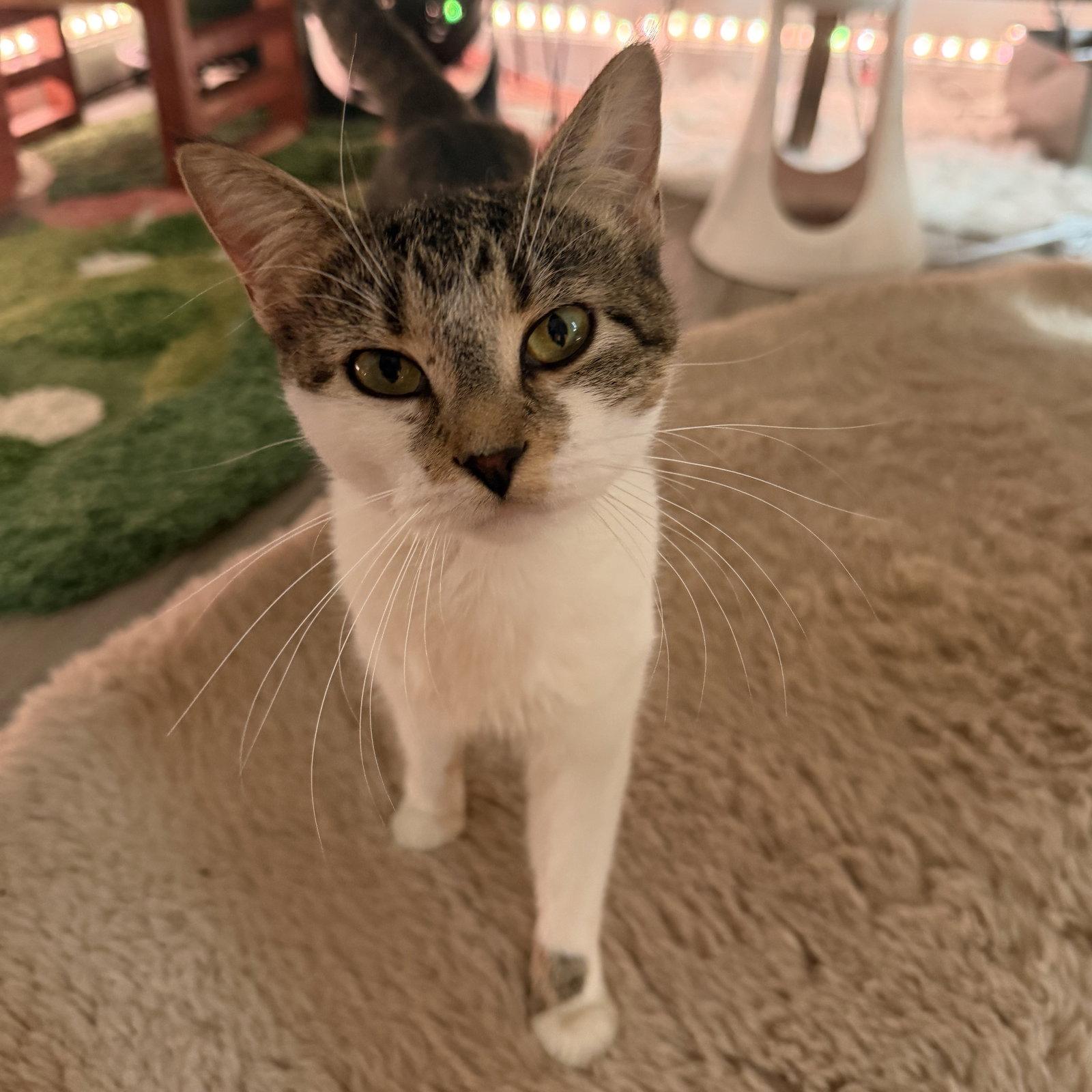 Enlarge Sugar Cookie, a Adoptable Domestic Short Hair in Naugatuck, CT image 3/3