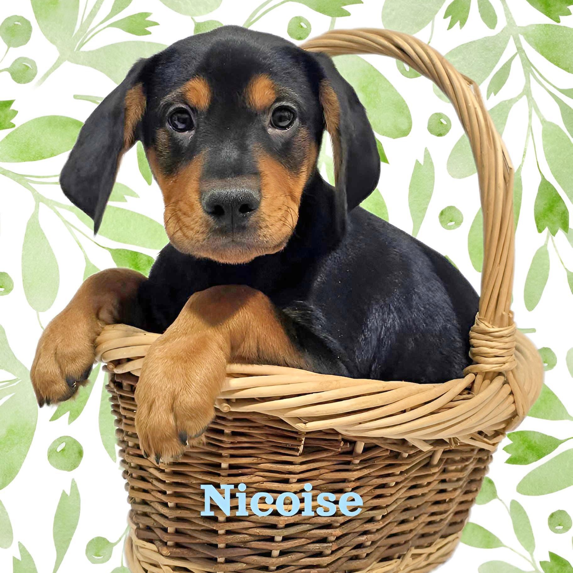 Enlarge Nicoise, a ADOPTABLE mixed breed in Joliet, IL image 1/2