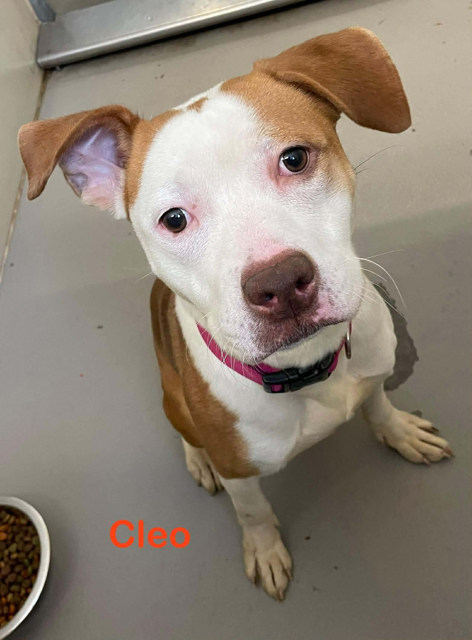 Cleo Available, ADOPTABLE, Young Female American Bully.