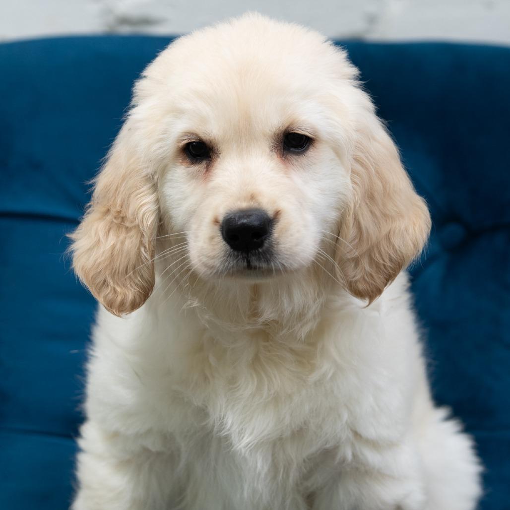 Harold, ADOPTABLE, Puppy Male Golden Retriever.