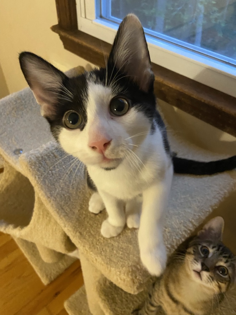Bennet and Bingley 5