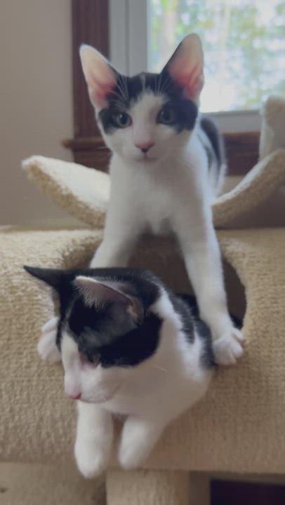 Bennet and Bingley, an adopted Oriental Short Hair & Domestic Short Hair Mix in North Branford, CT_image-1