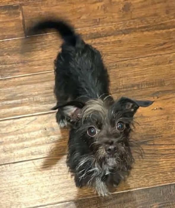 Menchie, ADOPTABLE, Adult Male Chihuahua & Poodle.