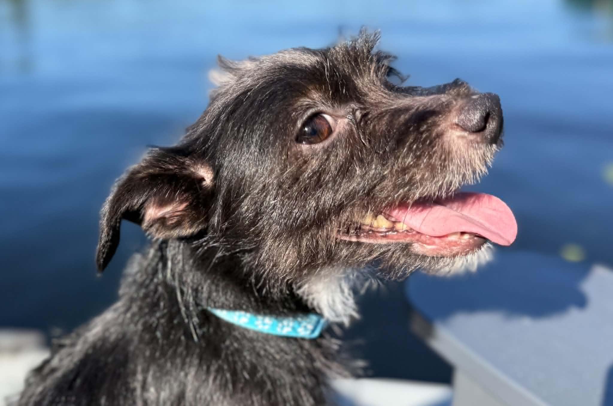 Menchie, a ADOPTABLE mixed breed in Silvana, WA image 4/6
