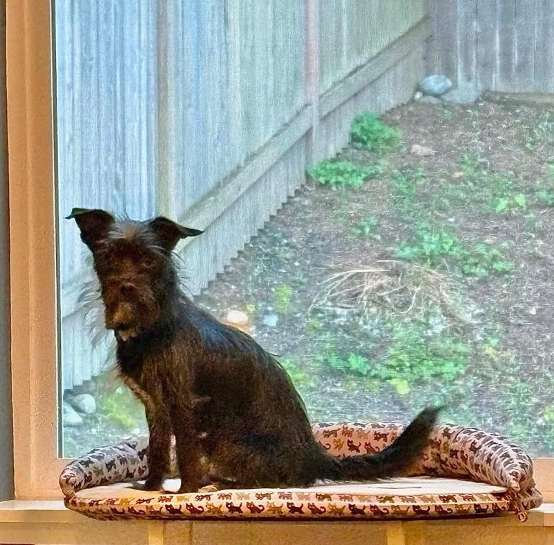 Enlarge Menchie, a ADOPTABLE mixed breed in Silvana, WA image 3/6