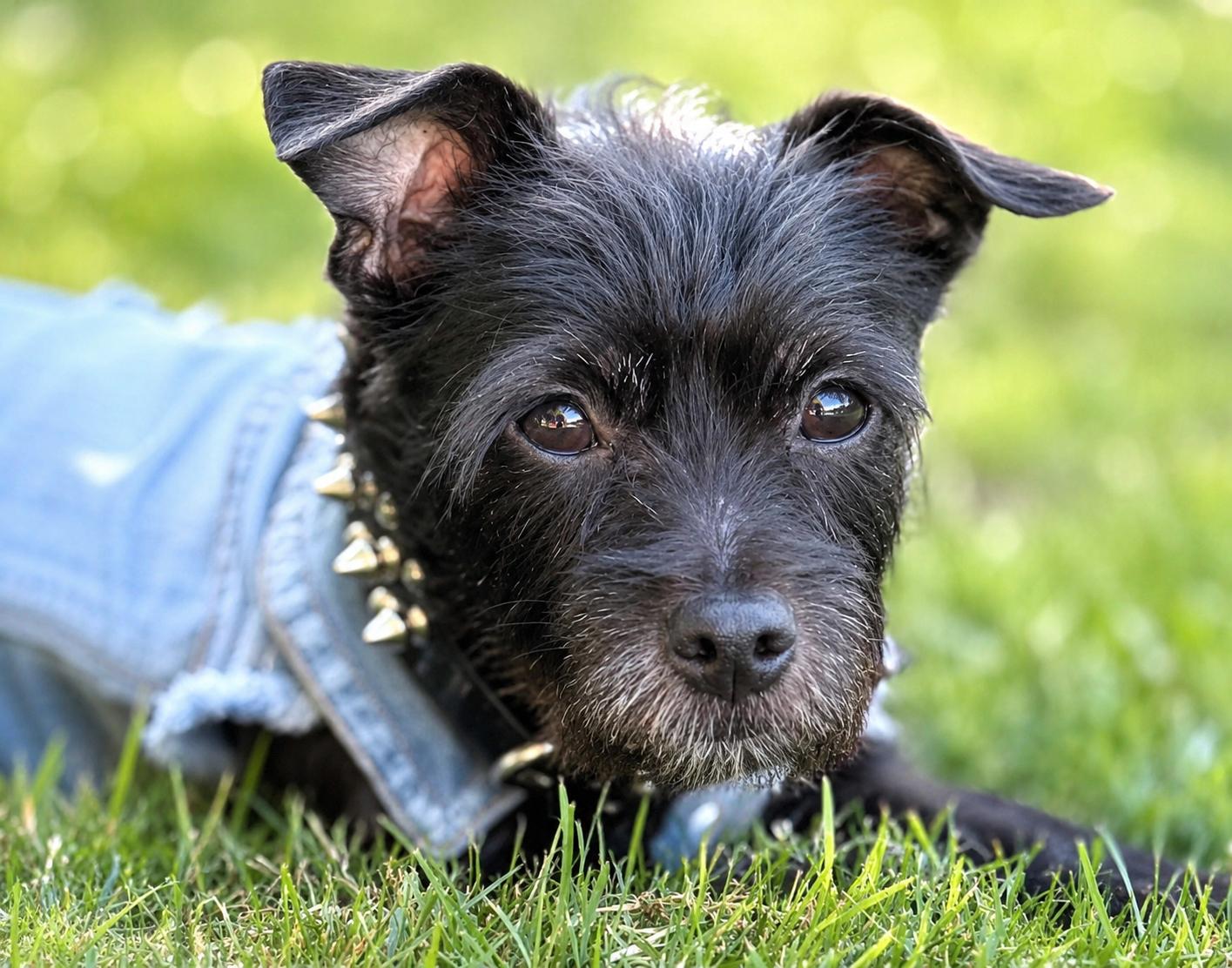 Menchie, ADOPTABLE, Adult Male Chihuahua & Poodle.