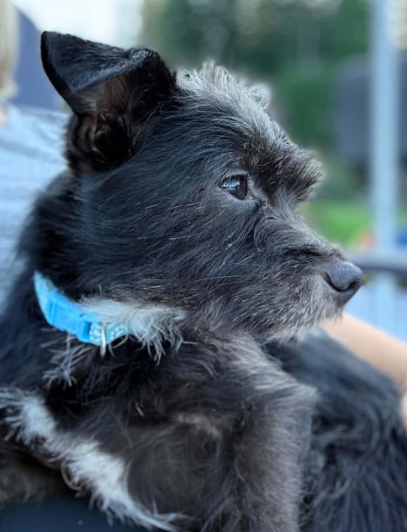 Menchie, a ADOPTABLE mixed breed in Silvana, WA image 2/6