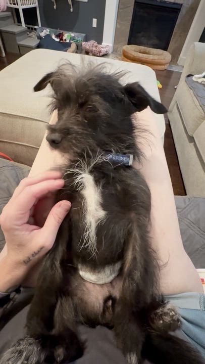 Enlarge Menchie, a ADOPTABLE mixed breed in Silvana, WA video 6/6