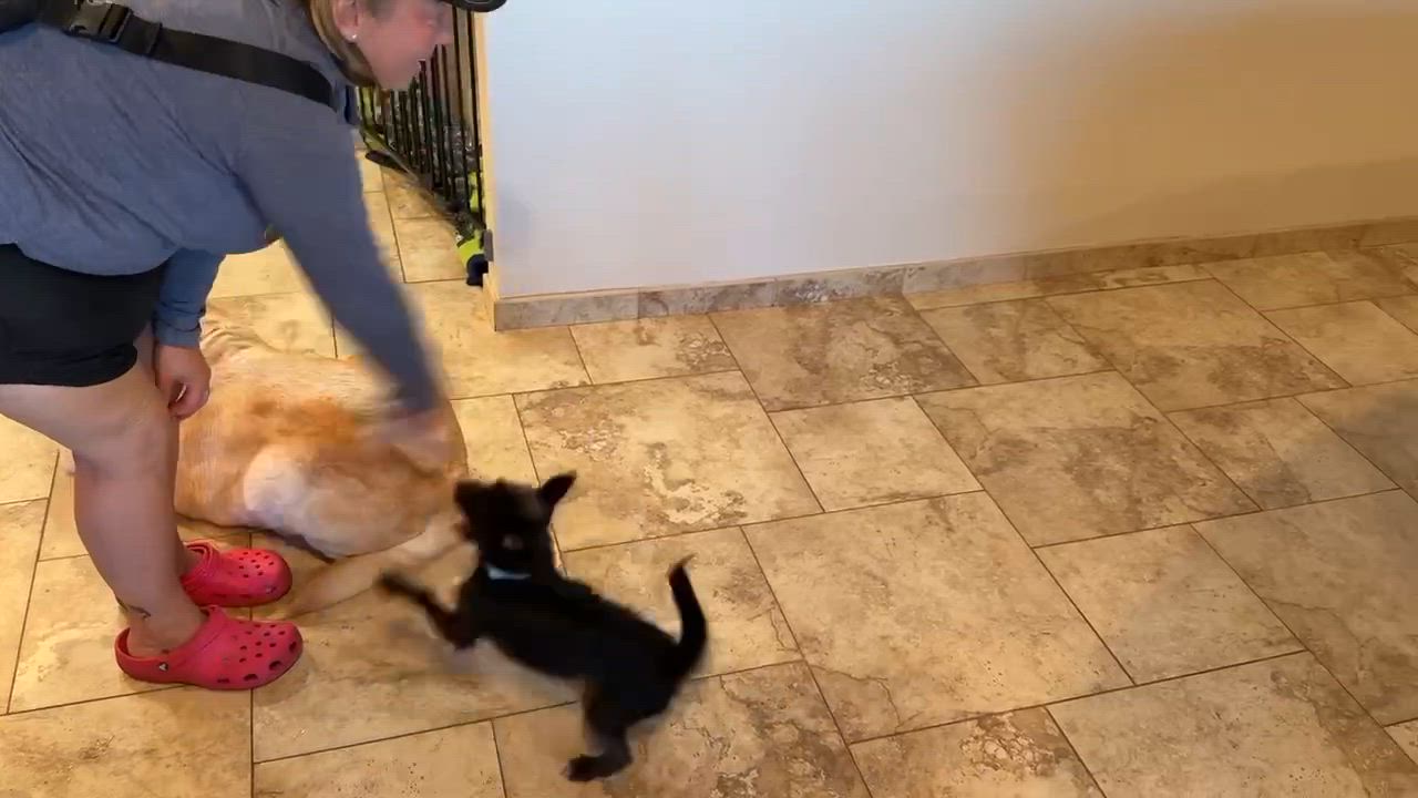 Enlarge Menchie, a ADOPTABLE mixed breed in Silvana, WA video 6/6