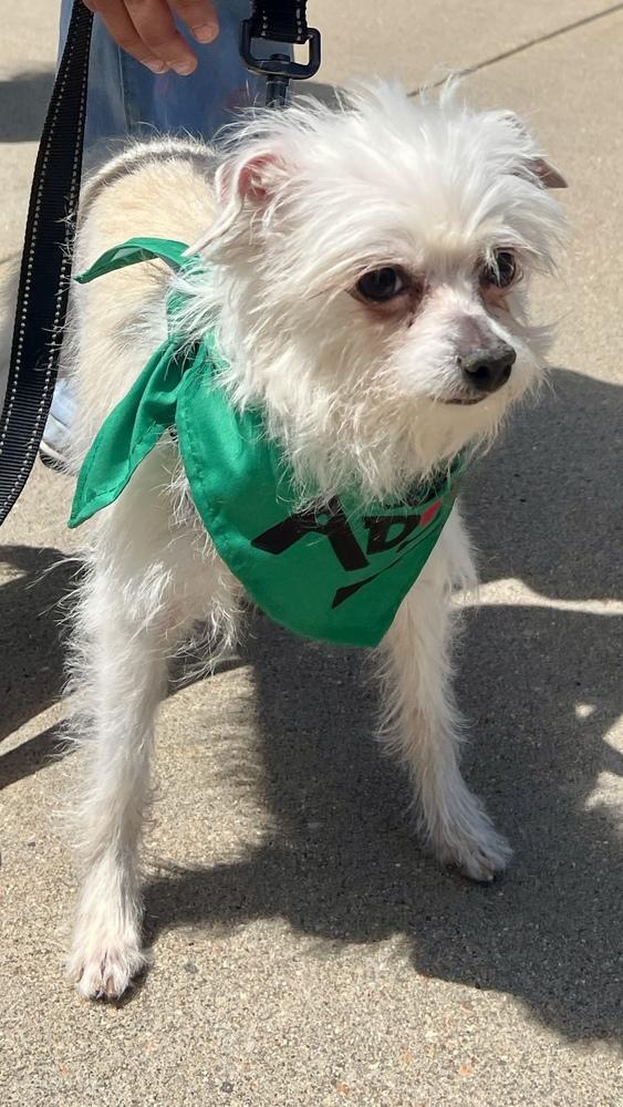 SWEET, Adoptable, Adult Female Terrier.