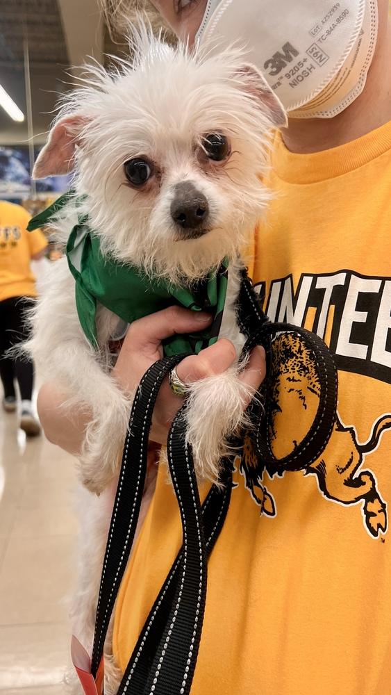 Enlarge SWEET, a Adoptable Terrier in Broomfield, CO image 2/6