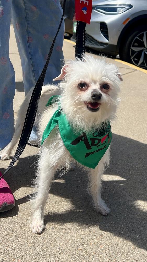 Enlarge SWEET, a Adoptable Terrier in Broomfield, CO image 3/6