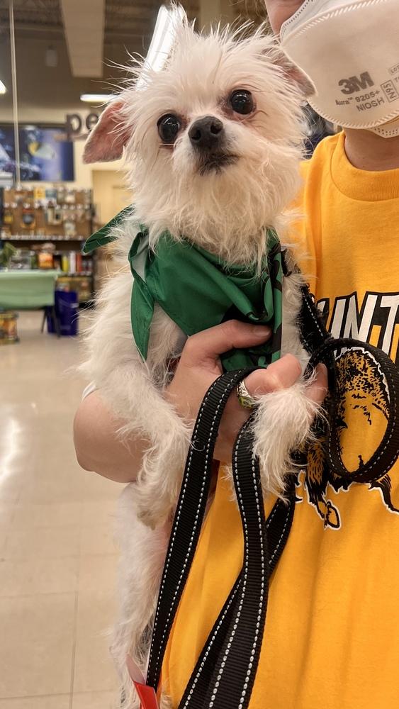 Enlarge SWEET, a Adoptable Terrier in Broomfield, CO image 4/6