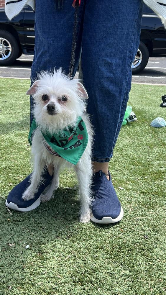 Enlarge SWEET, a Adoptable Terrier in Broomfield, CO image 5/6