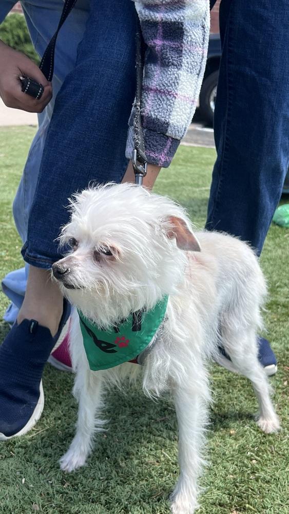 Enlarge SWEET, a Adoptable Terrier in Broomfield, CO image 6/6