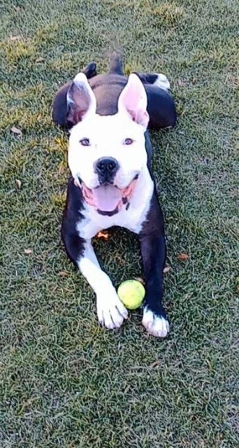 Buddy the great, a Adoptable Pit Bull Terrier in Las Vegas, NV image 1/9
