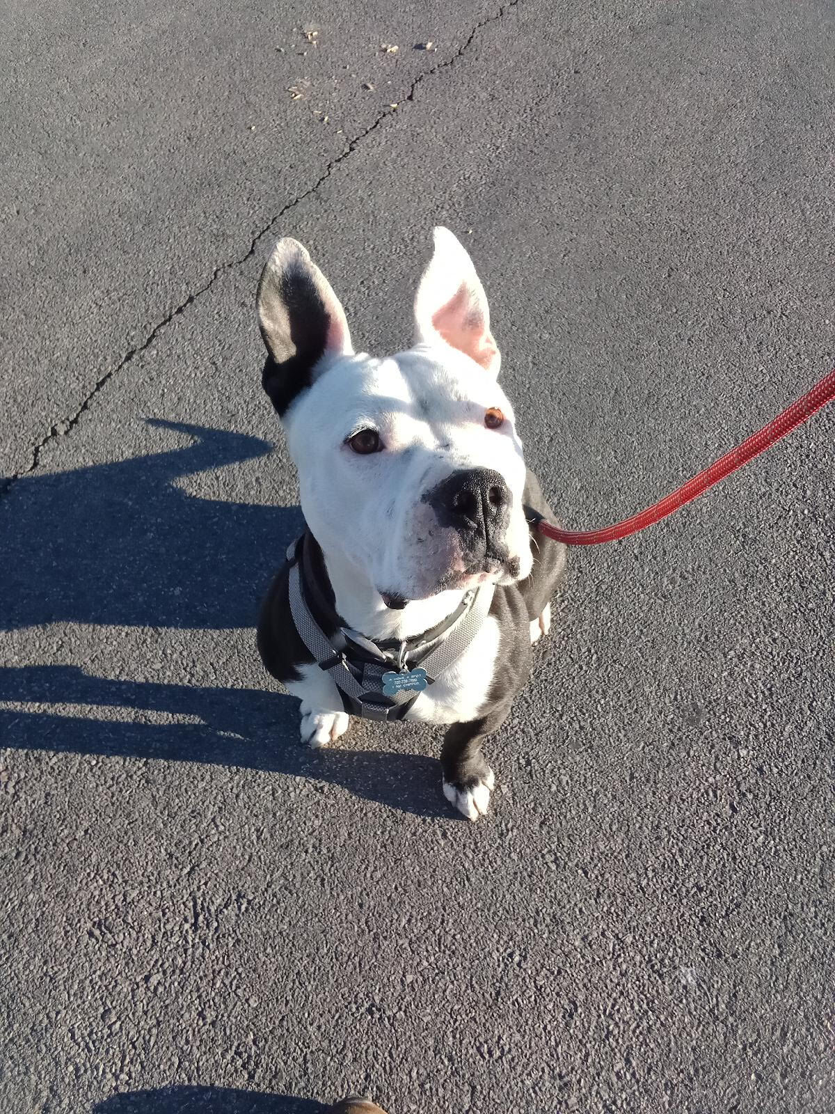 Buddy the great, a Adoptable Pit Bull Terrier in Las Vegas, NV image 2/9