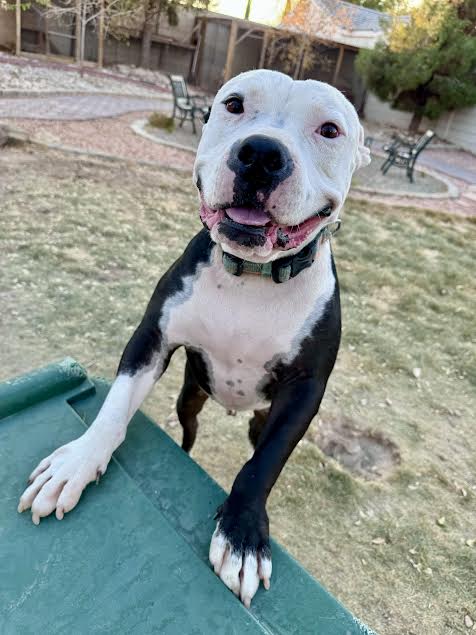 Buddy the great, a Adoptable Pit Bull Terrier in Las Vegas, NV image 3/9