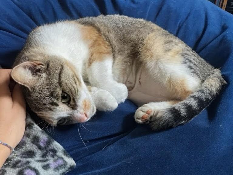 Butterscotch, a Adoptable mixed breed in New York, NY image 2/3