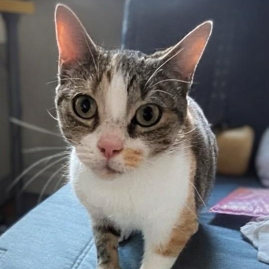 Butterscotch, Adoptable, Young Female Domestic Short Hair & Calico.