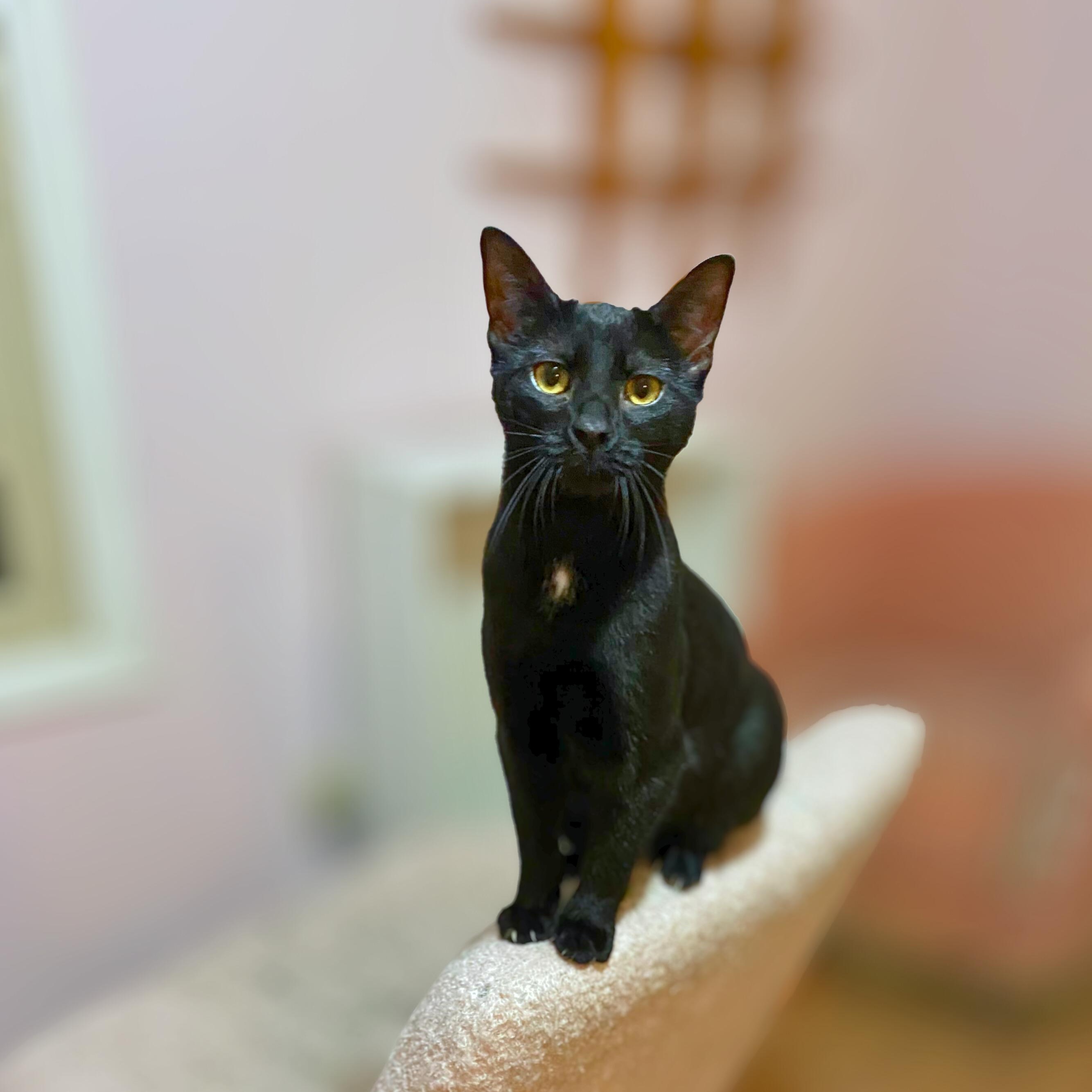 Mukwa, ADOPTABLE, Young Female Domestic Short Hair & Manx.