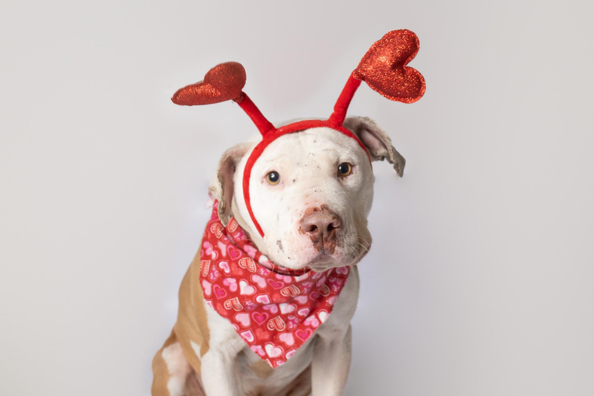 Enlarge Dewalt, a ADOPTABLE Pit Bull Terrier in Plaquemine, LA image 2/2