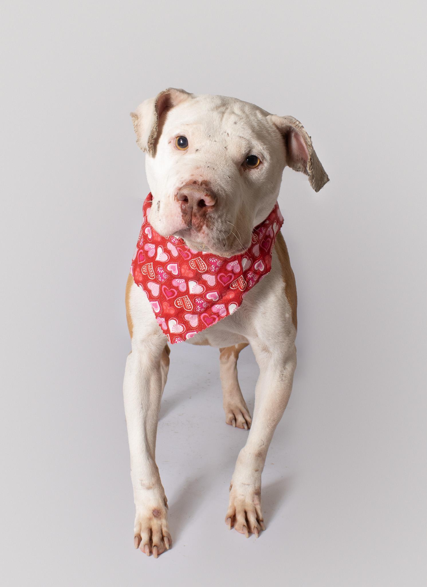 Enlarge Dewalt, a ADOPTABLE Pit Bull Terrier in Plaquemine, LA image 1/2