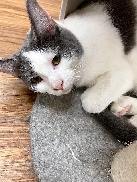 Sina, a Adoptable Domestic Short Hair in Medina, OH image 3/5