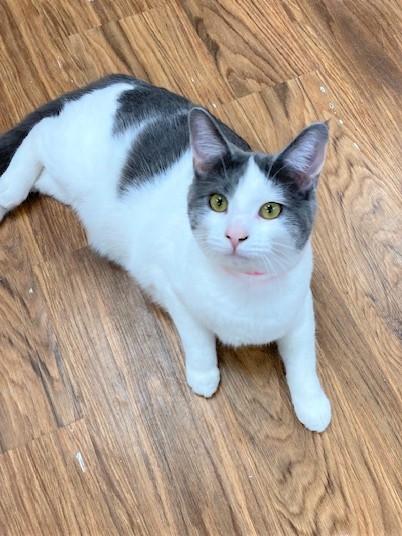 Sina, a Adoptable Domestic Short Hair in Medina, OH image 2/5